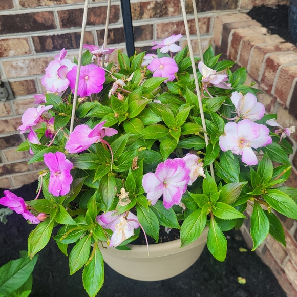 @aspfleegor Orchid & Vine Show! https://posh.mk/Dnom0BxXs0b - Picture 6 of 16